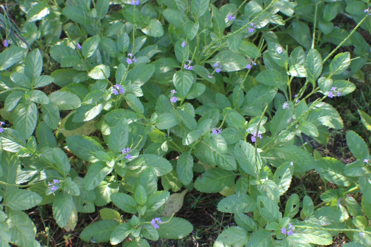 Stachytarpheta jamaicensis (L.) Vahl